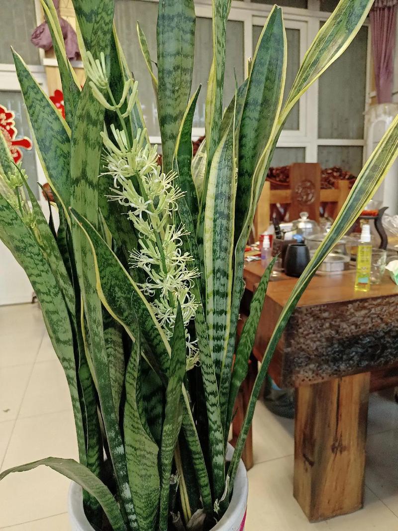 海虎兰有毒吗?