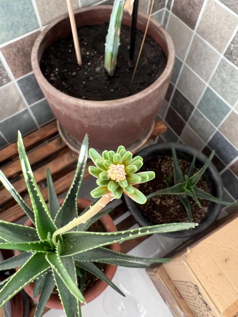 海虎兰芦荟有毒吗,海虎兰芦荟有什么作用