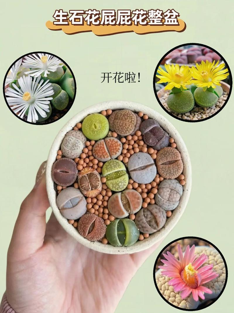夏季如何养石花?
