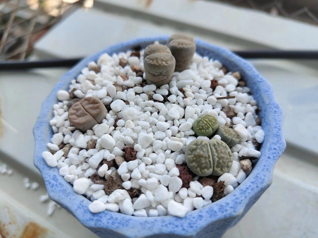 生石花夏天怎么浇水