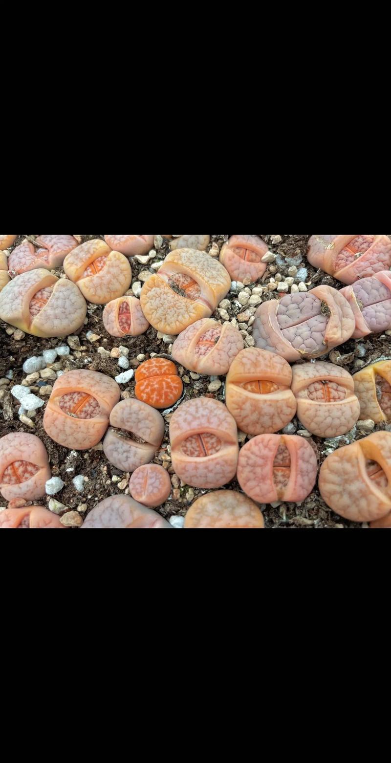 夏天买生石花怎么种,生石花夏天的养殖方法和注意事项