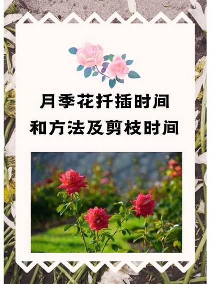 求月季花冬天的养护方法