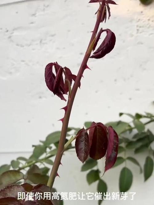 冬天月季花怎么过冬