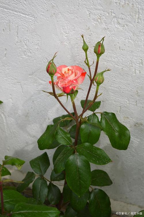 冬天月季花在室外怎样养?(具体)有酬谢!
