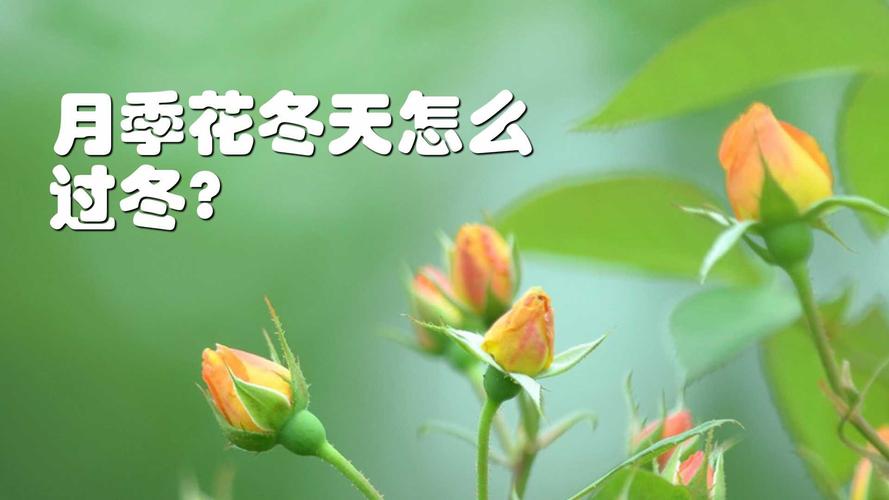 月季花冬季要怎么养才能过冬