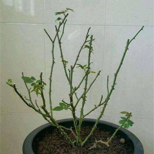 冬天月季花的养殖方法