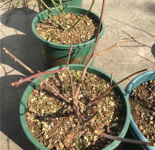 月季花冬天怎么过冬