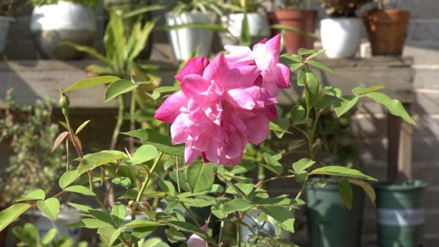 冬季月季花怎么管理