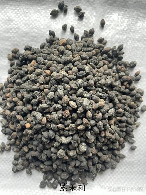 紫茉莉的功效与作用紫茉莉的功效与作用介绍