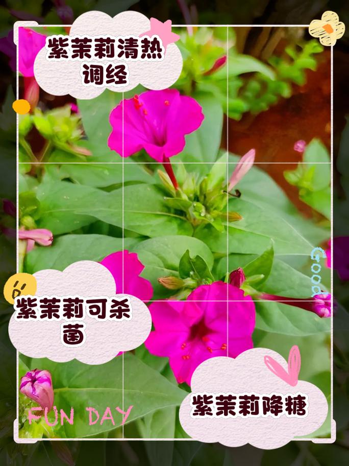 紫茉莉的功效与作用有哪些