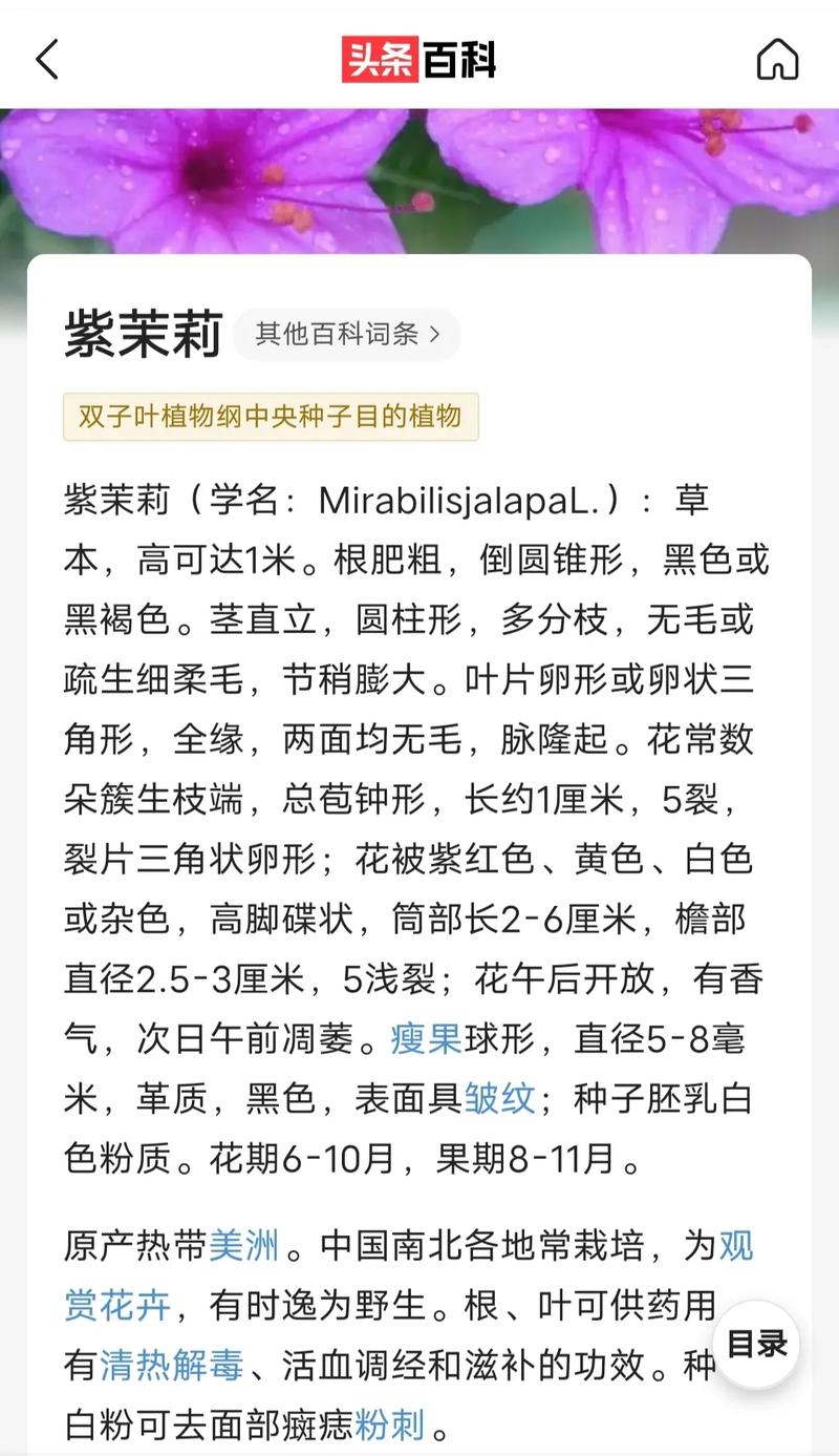 紫茉莉花泡水喝的功效与作用