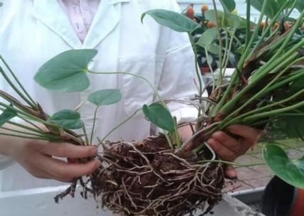 红掌怎么分株方法