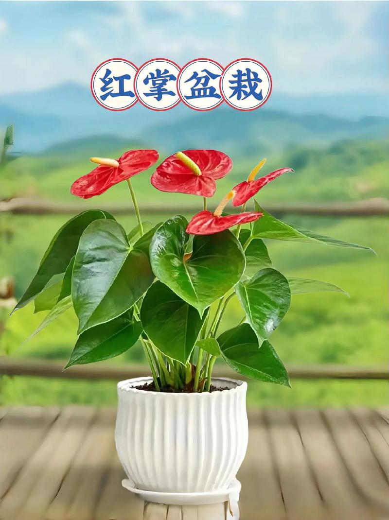 红掌分株繁殖方法