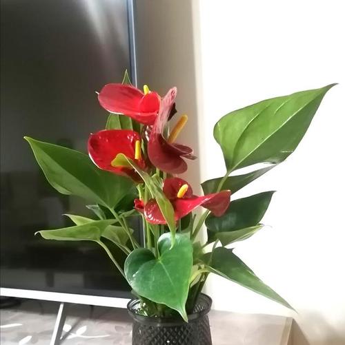 红掌怎么分株移栽