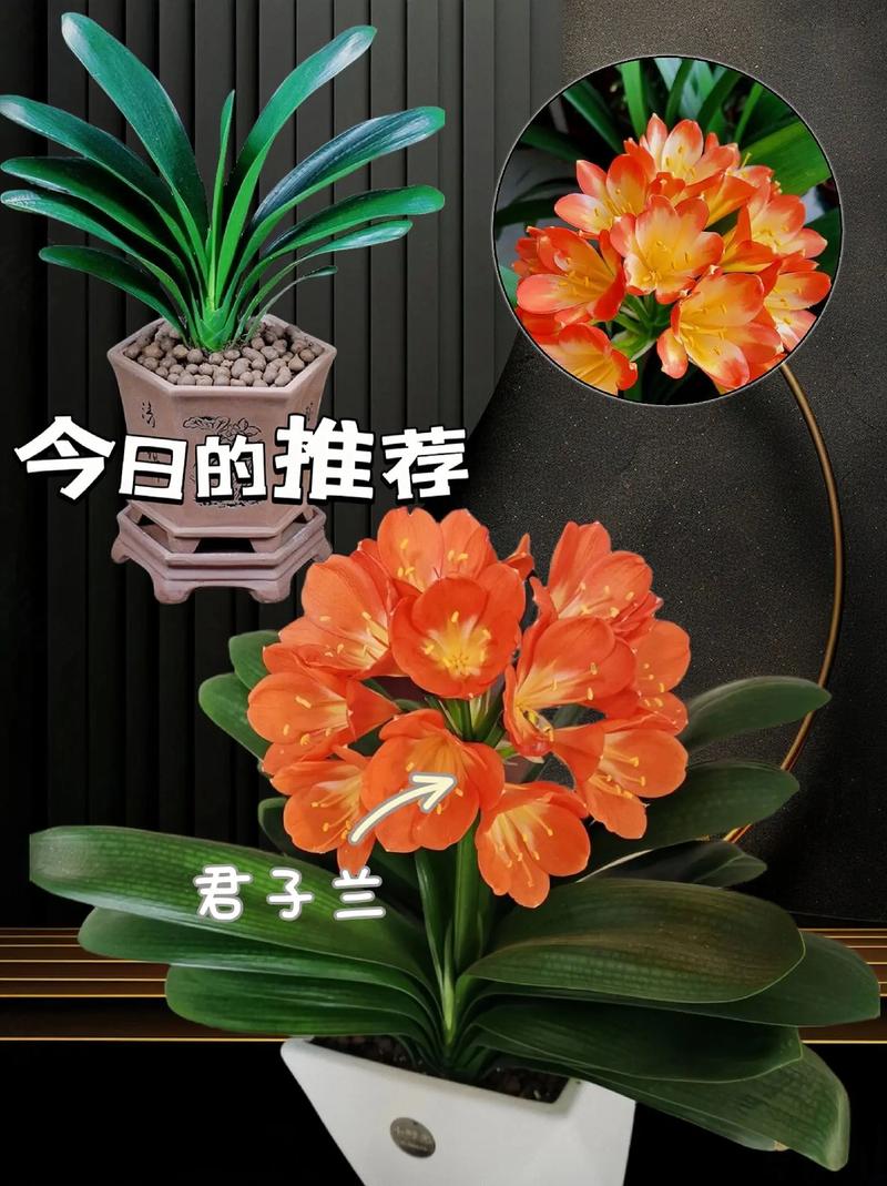 君子兰寓意什么意思