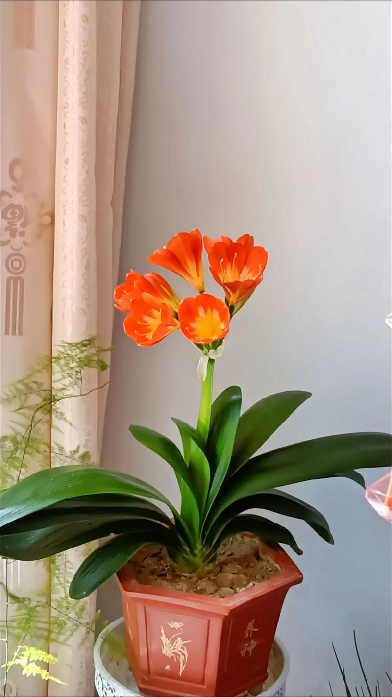 君子兰的花语和寓意