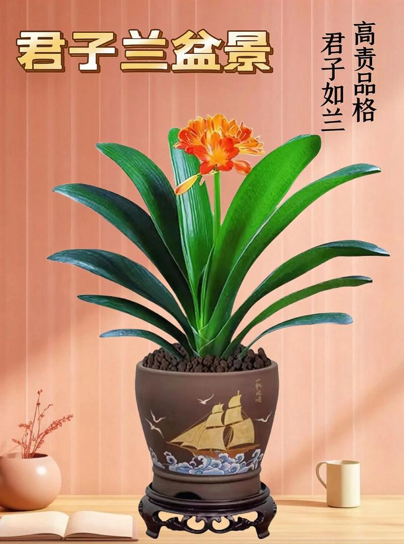 君子兰的寓意和象征