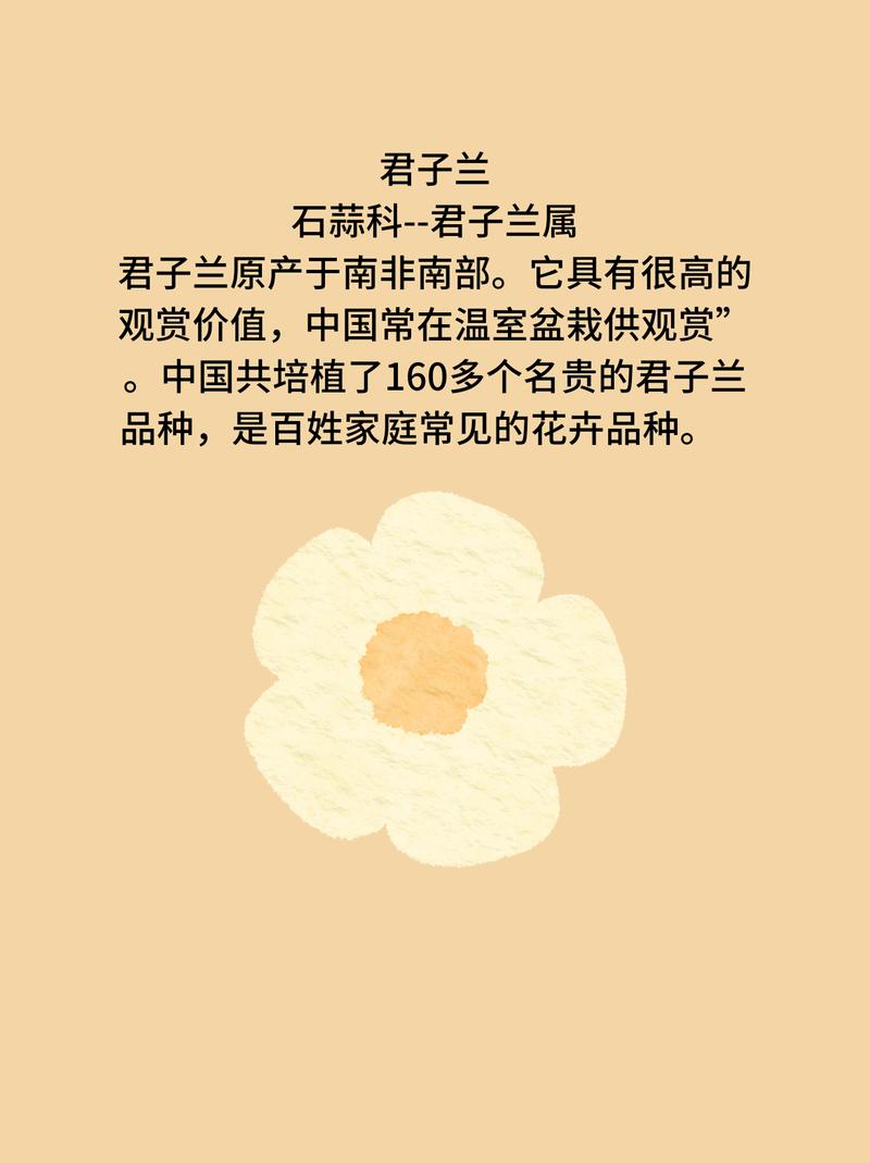 君子兰寓意以及花语和象征