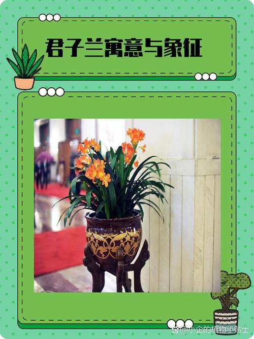 君子兰的寓意和象征是什么?