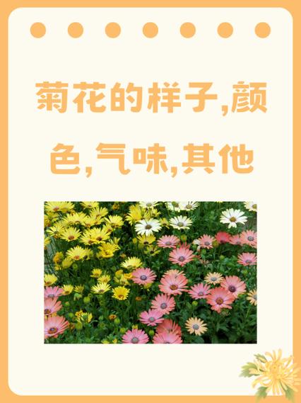 菊花家庭摆放有哪些讲究？菊花摆家里吉利吗？