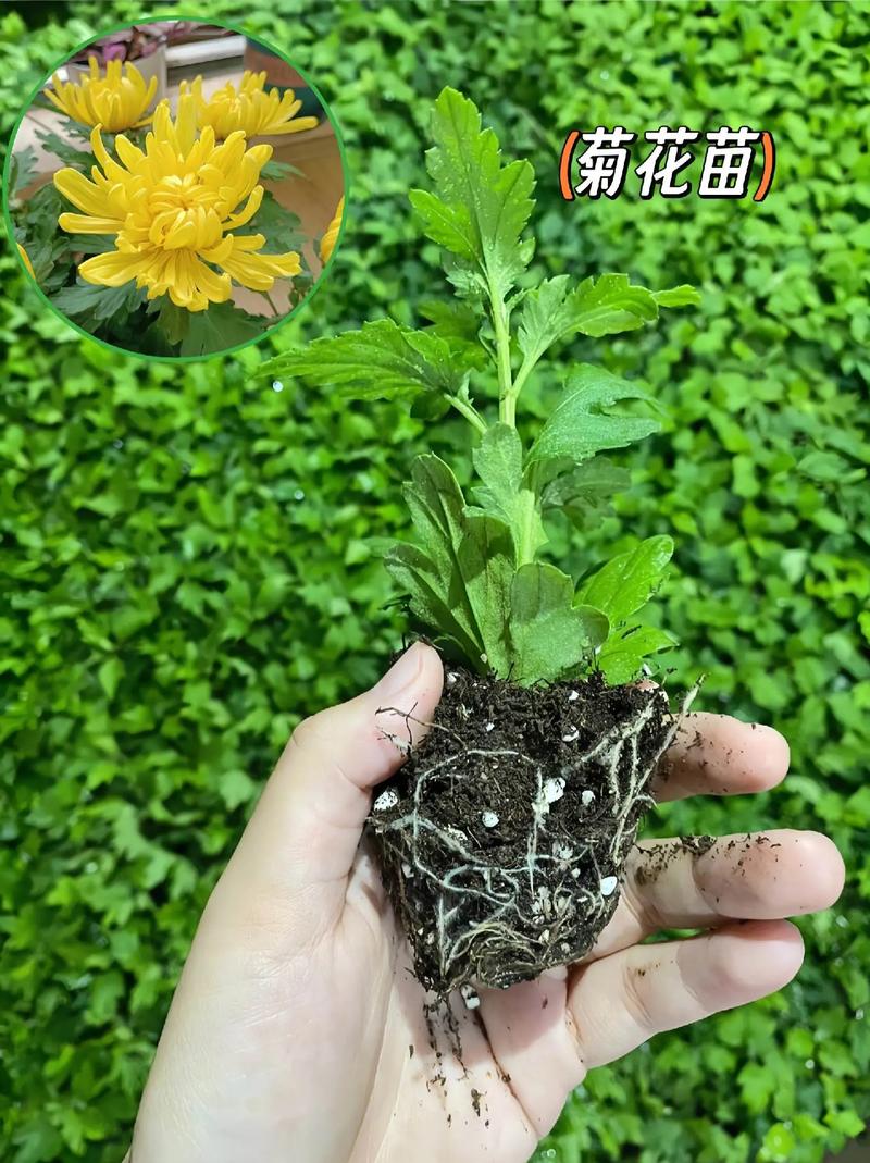 菊花种在正门口旁边好吗
