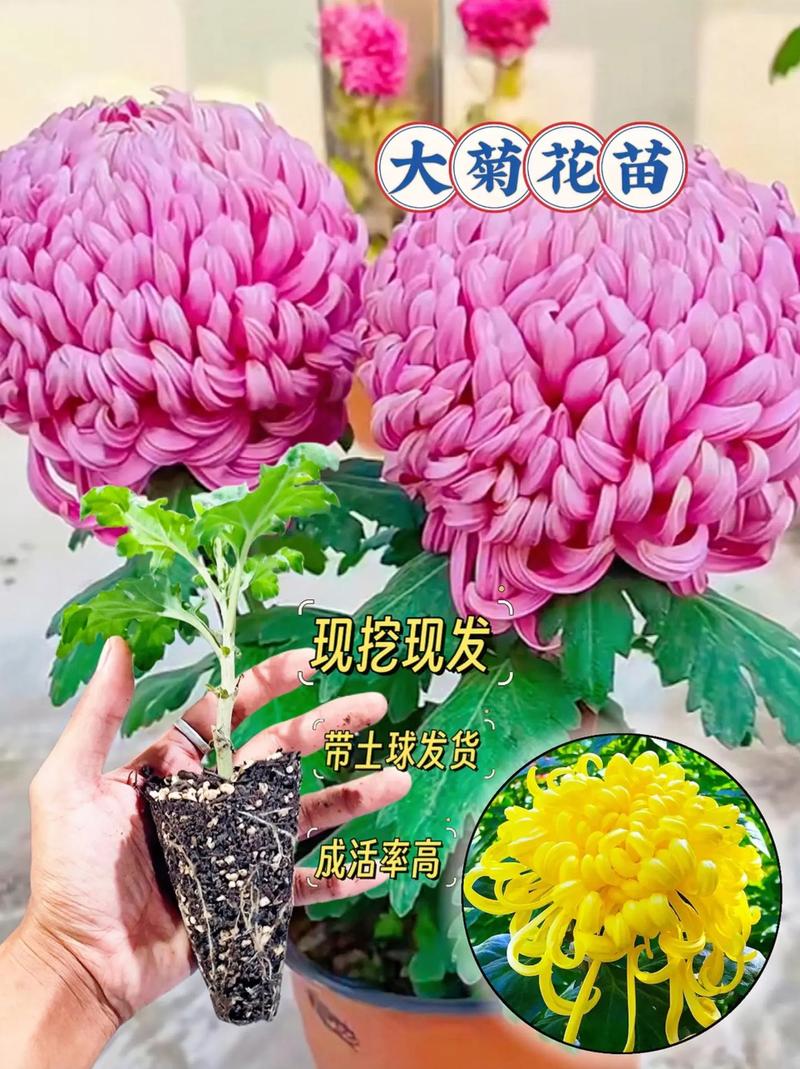 家里养菊花有什么忌讳