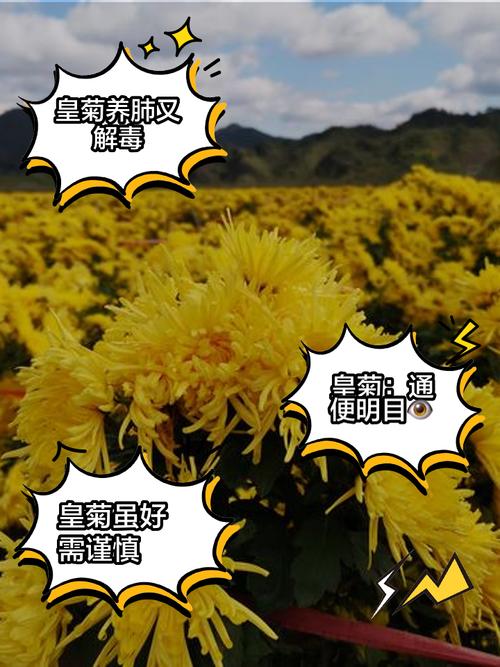 为什么说家里千万不能养菊花