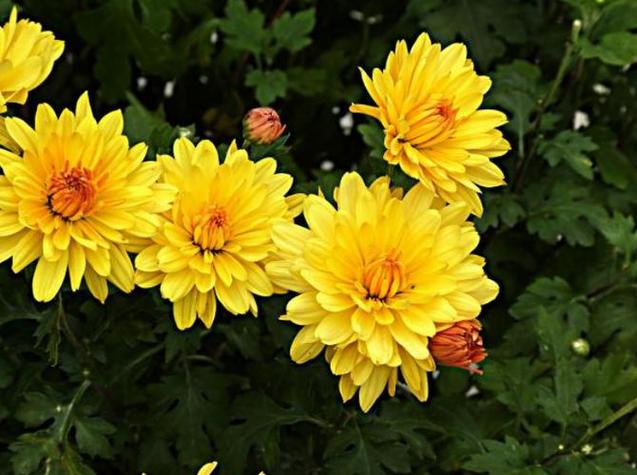 菊花在风水上有什么讲究