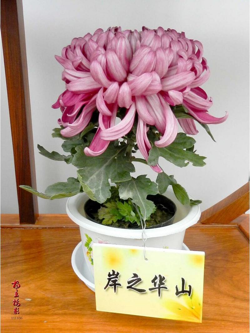 菊花适合摆放在室内吗?