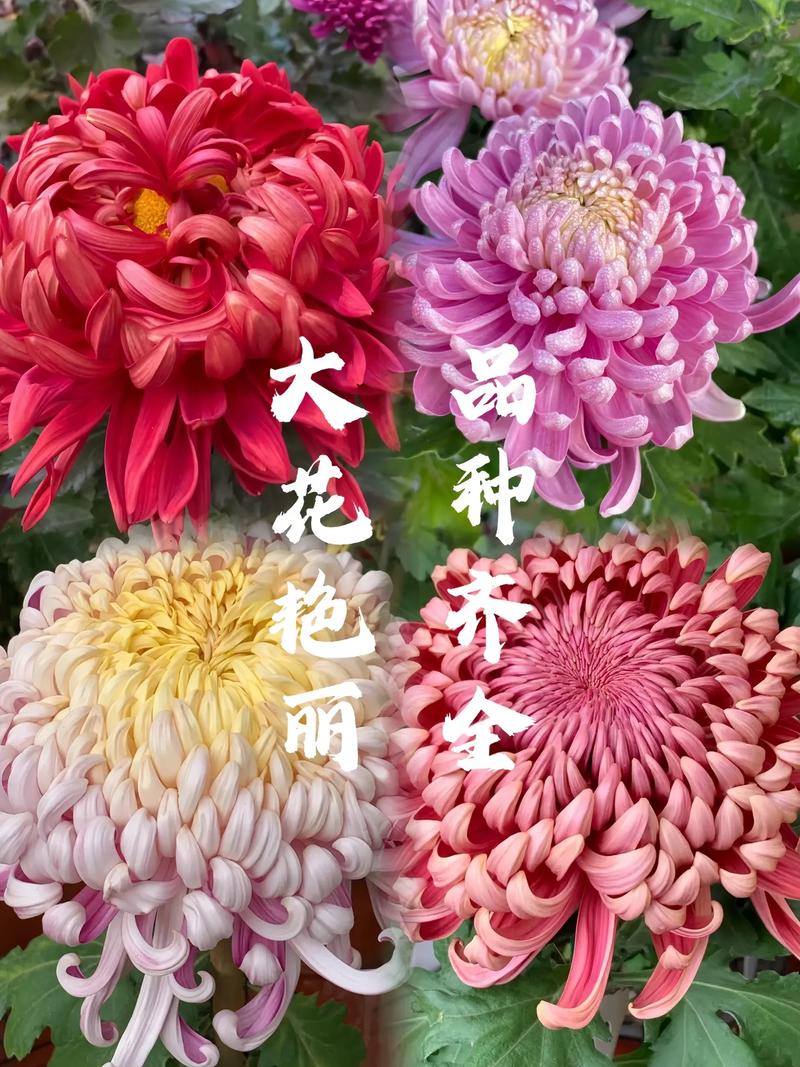 家里为什么不能摆菊花(菊花摆在家里有讲究吗)