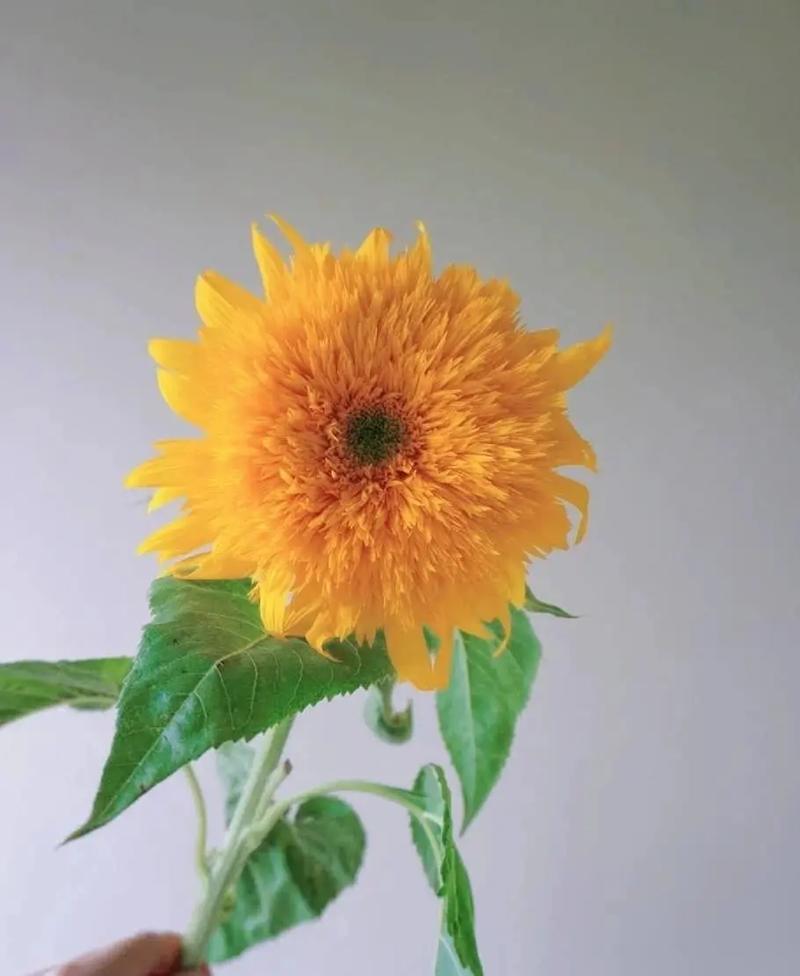 向日葵是什么植物(重瓣向日葵)