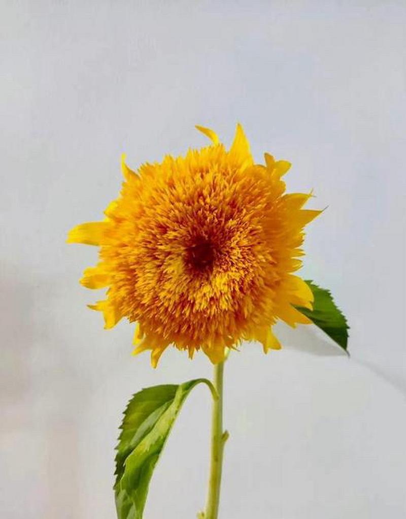 泰迪向日葵的花语和寓意