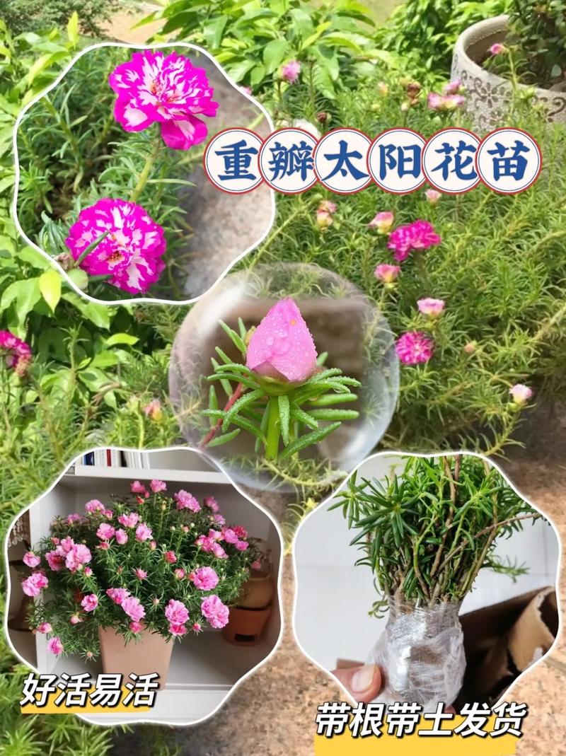 重瓣太阳花是一年生还是多年生