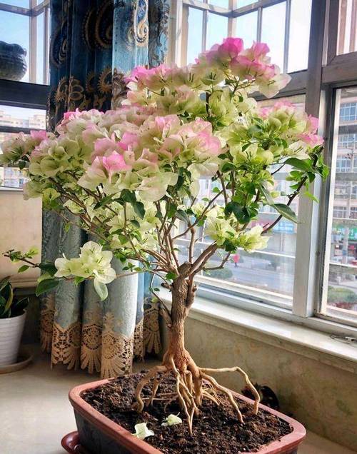 三角梅如何开花多