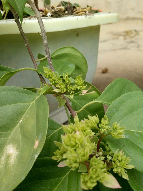 三角梅如何多开花