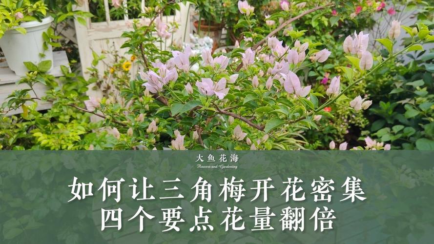 如何让三角梅开花多