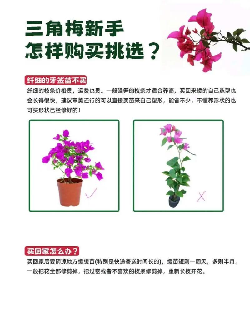 三角梅怎么促进多开花?