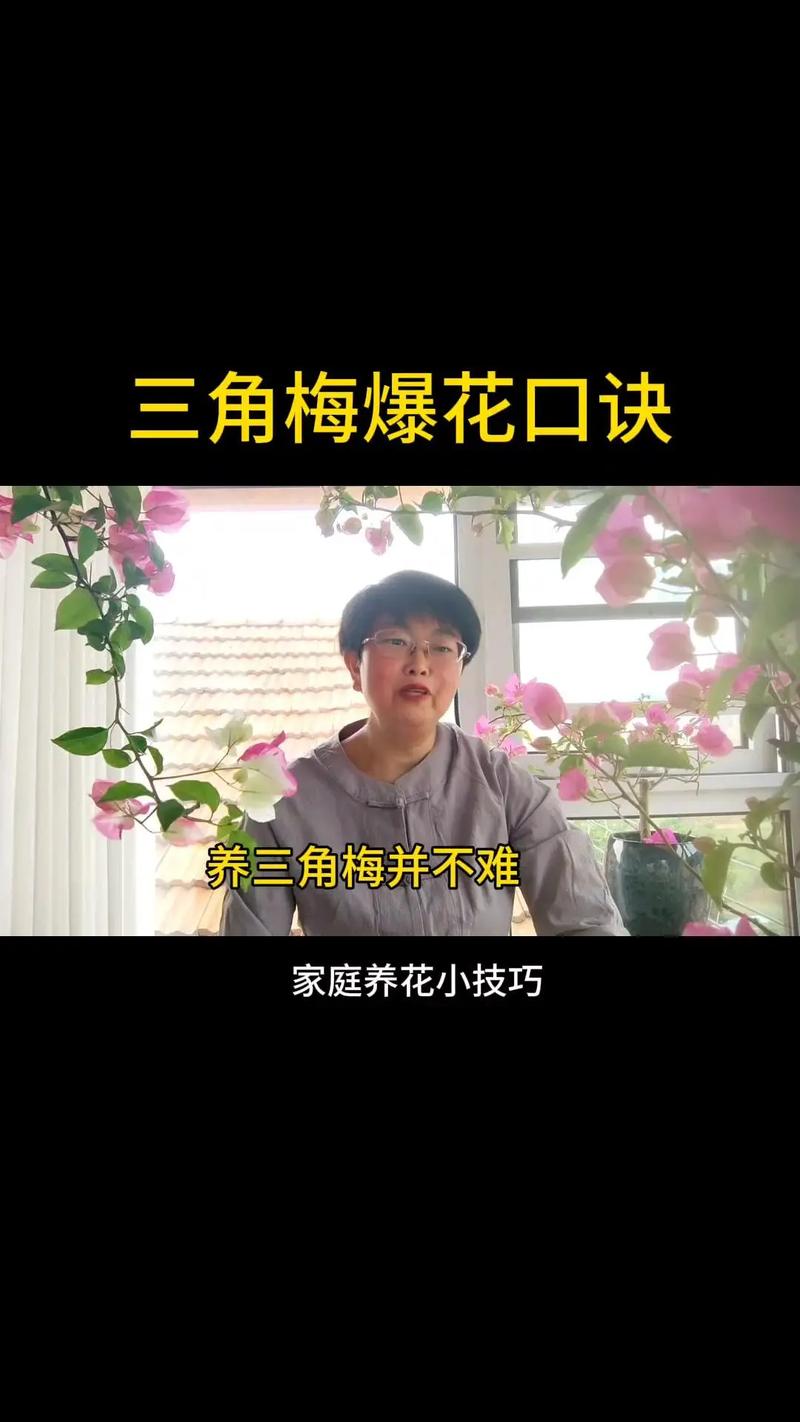 夏季养三角梅做好四点,才能开花又多又鲜艳,如何做呢?