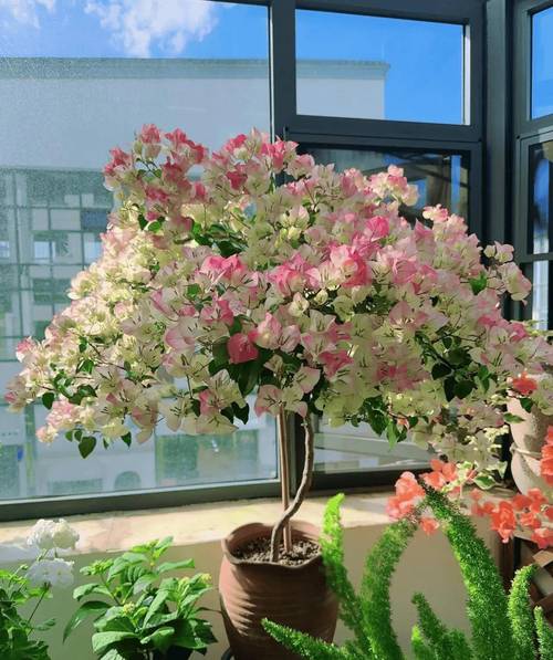 三角梅怎么养才能多开花