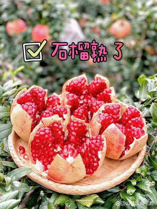 石榴什么寓意