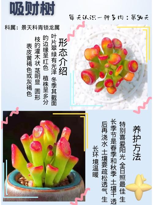 没把多肉吊起来养，你都不知道它能这么美！，吊起来的多肉植物？