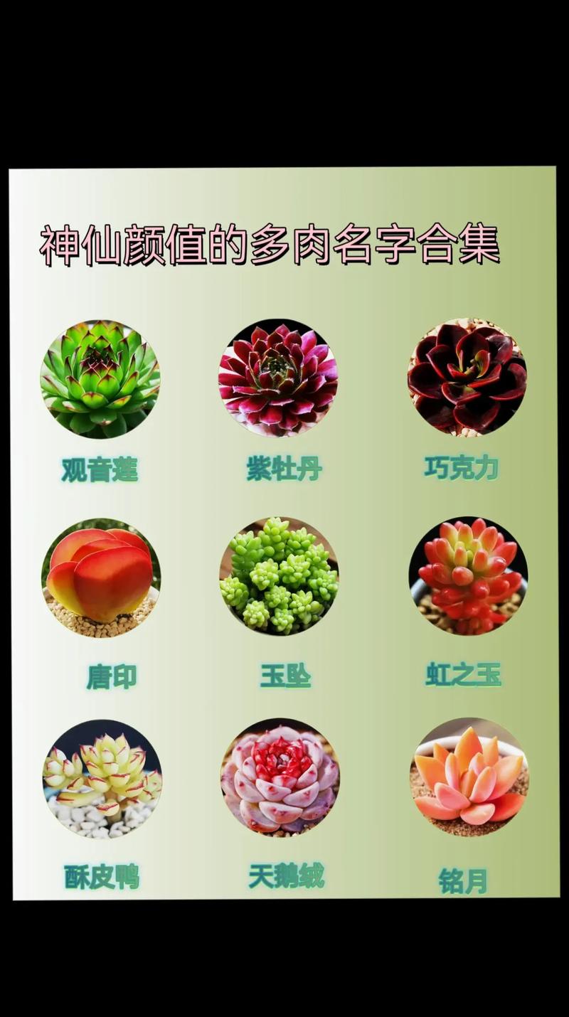 夸多肉的朋友圈文案五十条