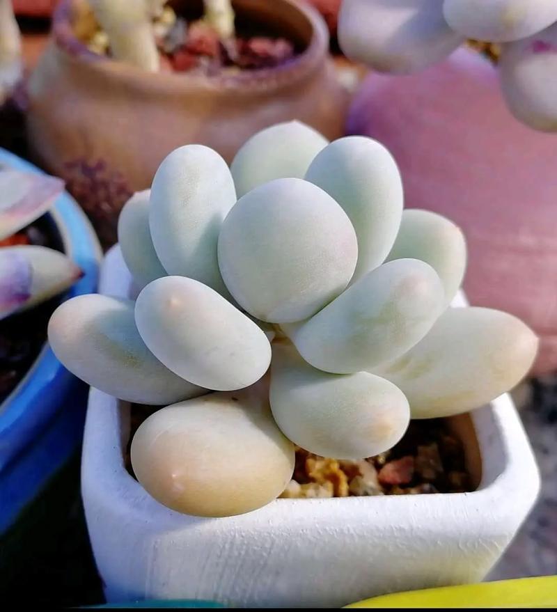都知道这3款多肉不好养,但是真的很漂亮,愿意尝试的花友真不少,是吗?
