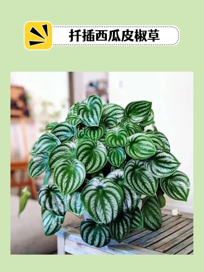 斧叶椒草徒长了怎么办，斧叶椒草多肉？