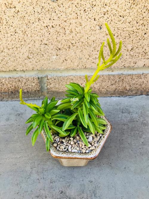 斧叶椒草怎么养?怎么才能让斧叶椒草更旺盛?