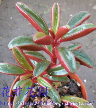 斧叶椒草夏季怎么养护(这是什么植物)