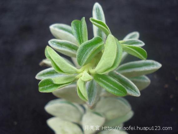 斧叶椒草的繁殖方法有哪些