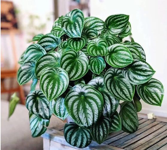 斧叶椒草的养殖方法