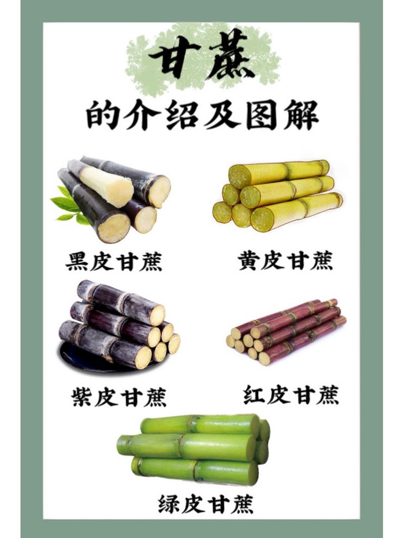 甘蔗是什么季节?吃甘蔗会胖吗?
