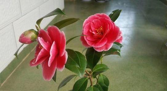 五彩络石花期，五彩络石怎么繁殖